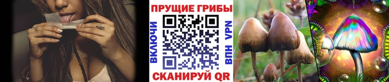 Купить закладки  Кедровый  Псилоцибиновые грибы мицелий 